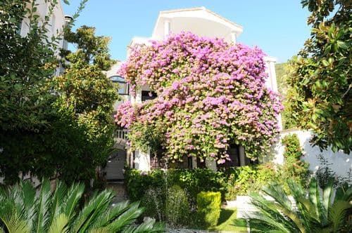 GARDEN PAVLOVIC